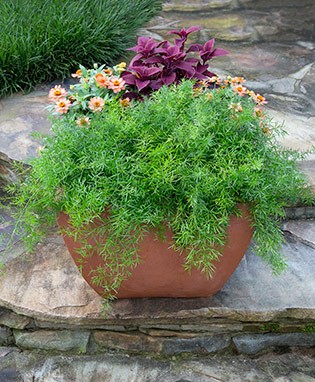 Asparagus Fern